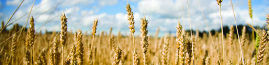 Wheat field at sunrise, symbolizing growth and opportunity in family and founder-owned business sales with Confluence Advisors.